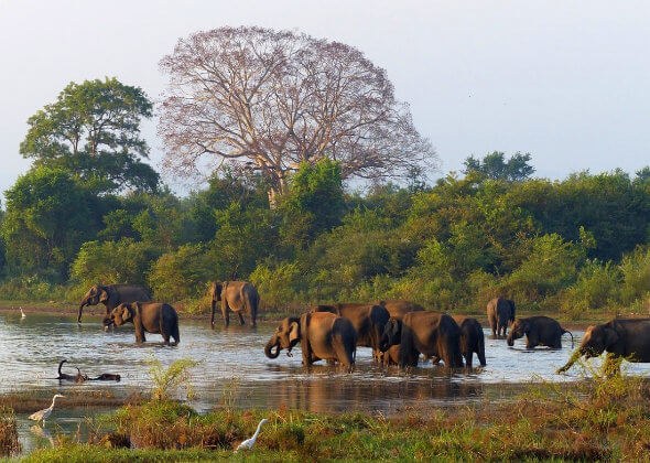 Éléphants SRI-LANKA