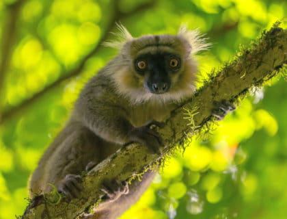 Voyager à Madagascar